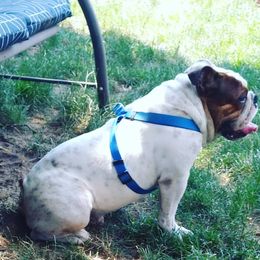 Max - Bulldog