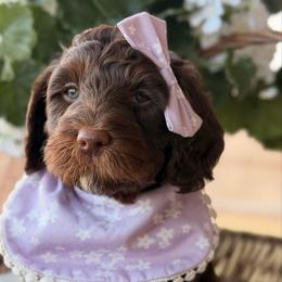 Winnie - Phantom female Goldendoodle puppy in Blanchard, Oklahoma from Dream Doodles by Dondi