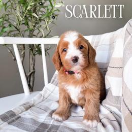 Scarlett - Red female Bernedoodle puppy in South Jordan, Utah from Wonderful World Doodles