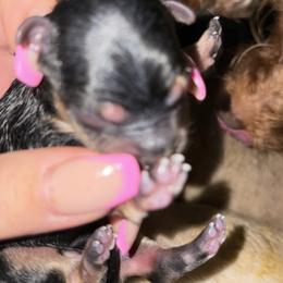 GUCCI (green) - Black and tan male Shih Tzu puppy in Escondido, California from CRUZ Canines's Shih Tzus