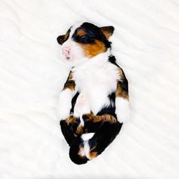 Pax - Tri-color male Bernedoodle puppy in Mahomet, Illinois from Jordan Family Doodles