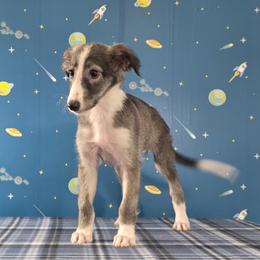 Meatball - Silver male Silken Windhound puppy in Hanna, Oklahoma from Daybreak Silken Windhounds