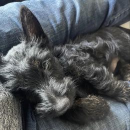 Scottish Terriers from Scottyland Yard