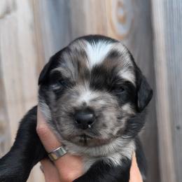 Thowra - Blue merle male Australian Shepherd puppy in Newton, Mississippi from Bright Star Aussies