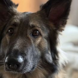 Shiloh Shepherds from Far Field Shilohs