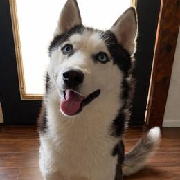Blaze - Siberian Husky