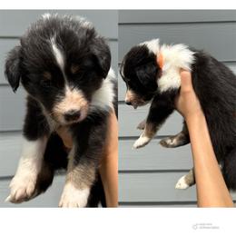 Orange - Black white and tan female Shetland Sheepdog puppy in Katy, Texas from Sherock’s Shelties
