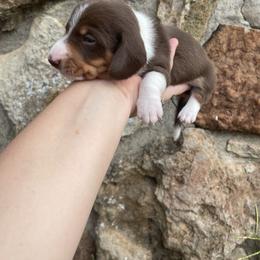 Dachshund Puppies from Rustic Dachshunds