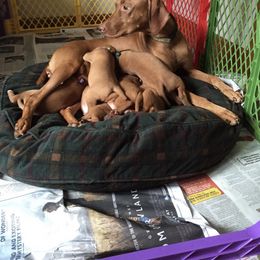 Vizsla Puppies from Andrea St. John's Vizslas