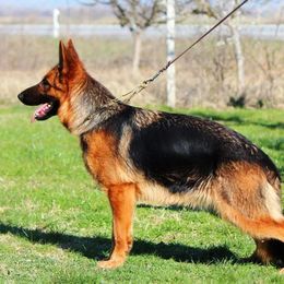German Shepherd Puppies from Von Rechtschaffenheit School of Dog Training