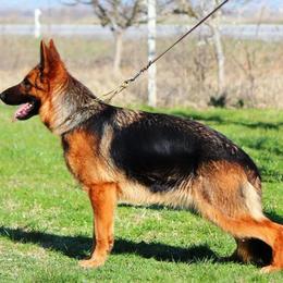 German Shepherd Puppies from Von Rechtschaffenheit School of Dog Training
