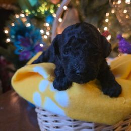 Crystal - Black female Poodle puppy in Blackfoot, Idaho from Draper Mountain Doodles