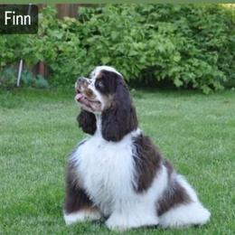 Finn - Cocker Spaniel