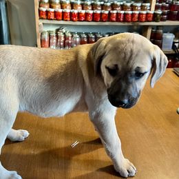 Peach Nehi - Yellow Black Mouth Cur puppy in Warsaw, Missouri from Heritage Cow Dogs