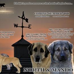 Anatolian Shepherd Dog puppies from Echolight Australian Shepherds
