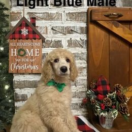 Poodle Puppies from Angies Standard Poodles