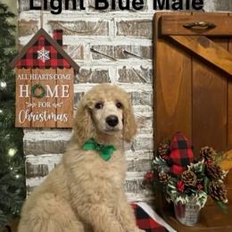 Poodle Puppies from Angies Standard Poodles