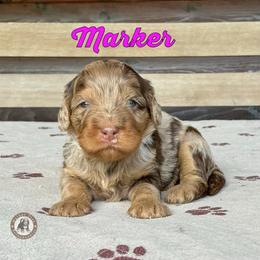 Marker - Chocolate merle female Bernedoodle puppy in Banner Elk, North Carolina from Walnut Tree Bernedoodles