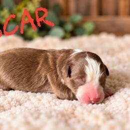Scar - Red male Border Collie puppy in Sanger, California from Flying M Cactus Ranch Buddies