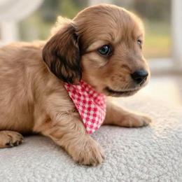 Author - Red male Dachshund puppy in Richmond, Virginia from Irresistible Dachshunds & Cavaliers