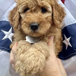 Aussiedoodle, Goldendoodle, and Saint Berdoodle Puppies from Southern Doodles of ENC