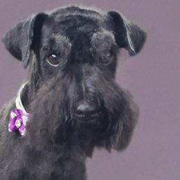 Pepper - Miniature Schnauzer