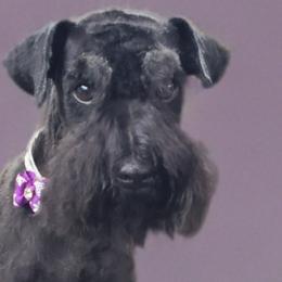 Pepper - Miniature Schnauzer