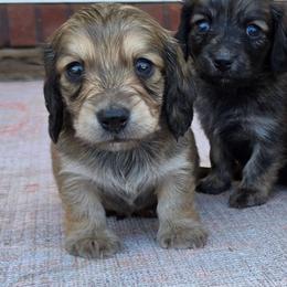 Harvey - Cream male Dachshund puppy in Ashford, Alabama from Circle City Dachshunds