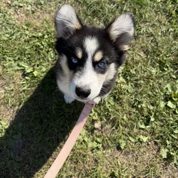 Penelope - Black and white female Pomsky puppy in Ogdensburg, Wisconsin from Summer Faulkner