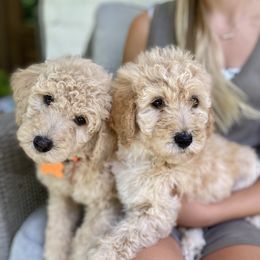 Goldendoodle Puppies from Magnolia Doodles of Southern Miss