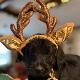 Ash- White Collar - Black male Assorted Doodle Crosses puppy in Norfolk, Virginia from Móraí’s Doodles