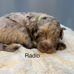 Radio - Merle male Goldendoodle puppy in New Ringgold, Pennsylvania from Hawk Mountain Doodles