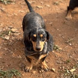 Maggie - Dachshund