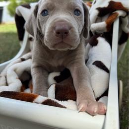Henry - Silver gray male Weimaraner puppy in Taylorsville, Mississippi from Southern Magnolia Weimaraners