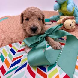 Sadie - Apricot female Goldendoodle puppy in Willacoochee, Georgia from Kitandkboodle's Doodles