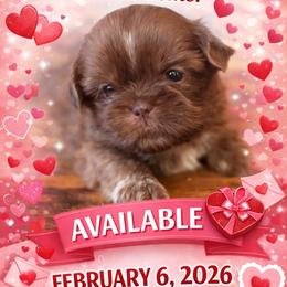 Dk blue - Liver male Shih Tzu puppy in Berkeley Springs, West Virginia from Sandridge Shih Tzus