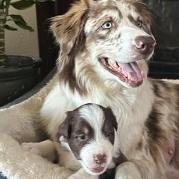 Australian Shepherds from Sadie Blue's Willamette Valley Aussies