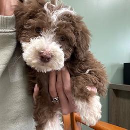 Shepherd - Brown male Poodle puppy in Jonesville, North Carolina from Richardson Family Farms, LLC