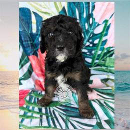 Fiji - Tri-color male Bernedoodle puppy in Godwin, North Carolina from Farm Sweet Farm Doodles