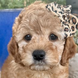Stella - Golden Cockapoo puppy in Roseville, California from Darby Park Doodles