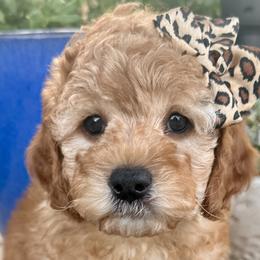 Stella - Golden Cockapoo puppy in Roseville, California from Darby Park Doodles