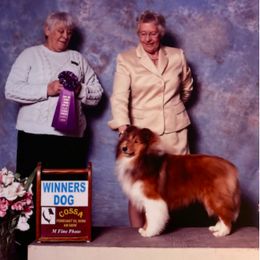 Shetland Sheepdogs from Kim Spencer