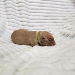 Lime Green Collar - Male - Yellow male Labrador Retriever puppy in Boyd, Minnesota from Lindley Labradors