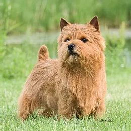 Norwich Terriers from Taliesin Norwich Terriers