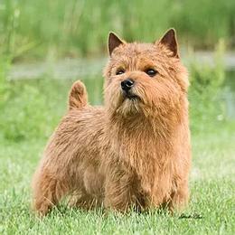 Norwich Terriers from Taliesin Norwich Terriers