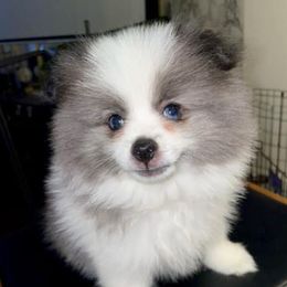 Pomeranians and Pomskies from AMAYSING Pups