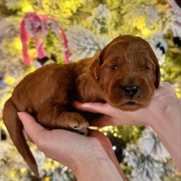 Schroeder (Blue Collar) - Red  male Goldendoodle puppy in Bay City, Texas from Charming Doods