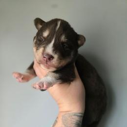 Dark red boy - Red and white male Siberian Husky puppy in East Otto, New York from Howling Huskies