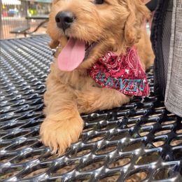 French Bulldog and Goldendoodle Puppies from The Pup Spot