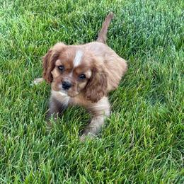 Leo - Ruby male Cavalier King Charles Spaniel puppy in Smithfield, Utah from Bella Notte Cavaliers